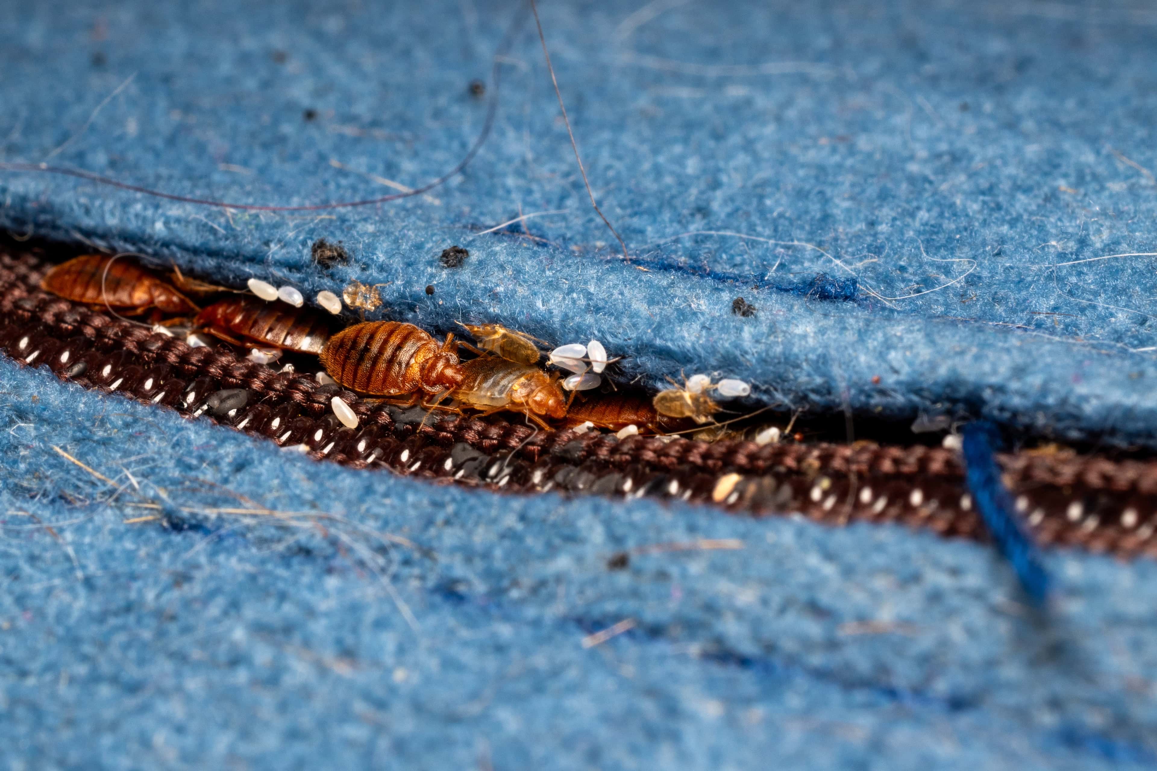 Close-up of bed bugs on fabric with visible eggs and insects.