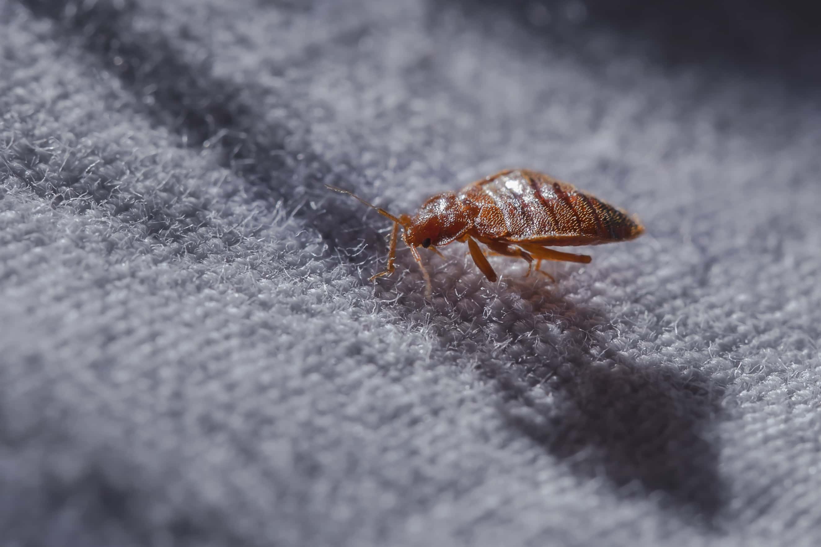 Macro view of a bed bug on a grey fabric surface.