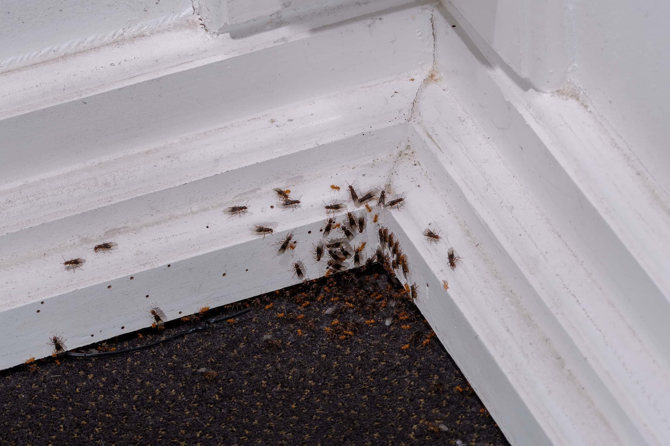 Signs of Carpenter Ants in Your Home and How to Tell Them Apart From Termites