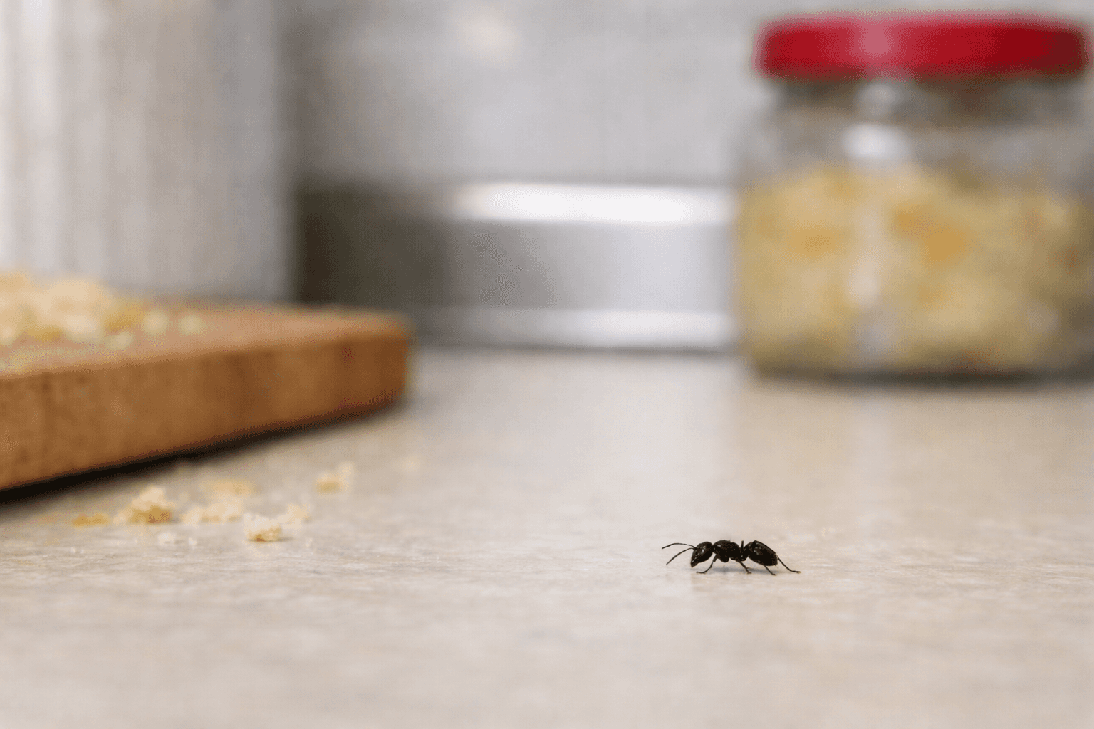 Household Ants: Identification, DIY Fixes, and When to Call Pest Control