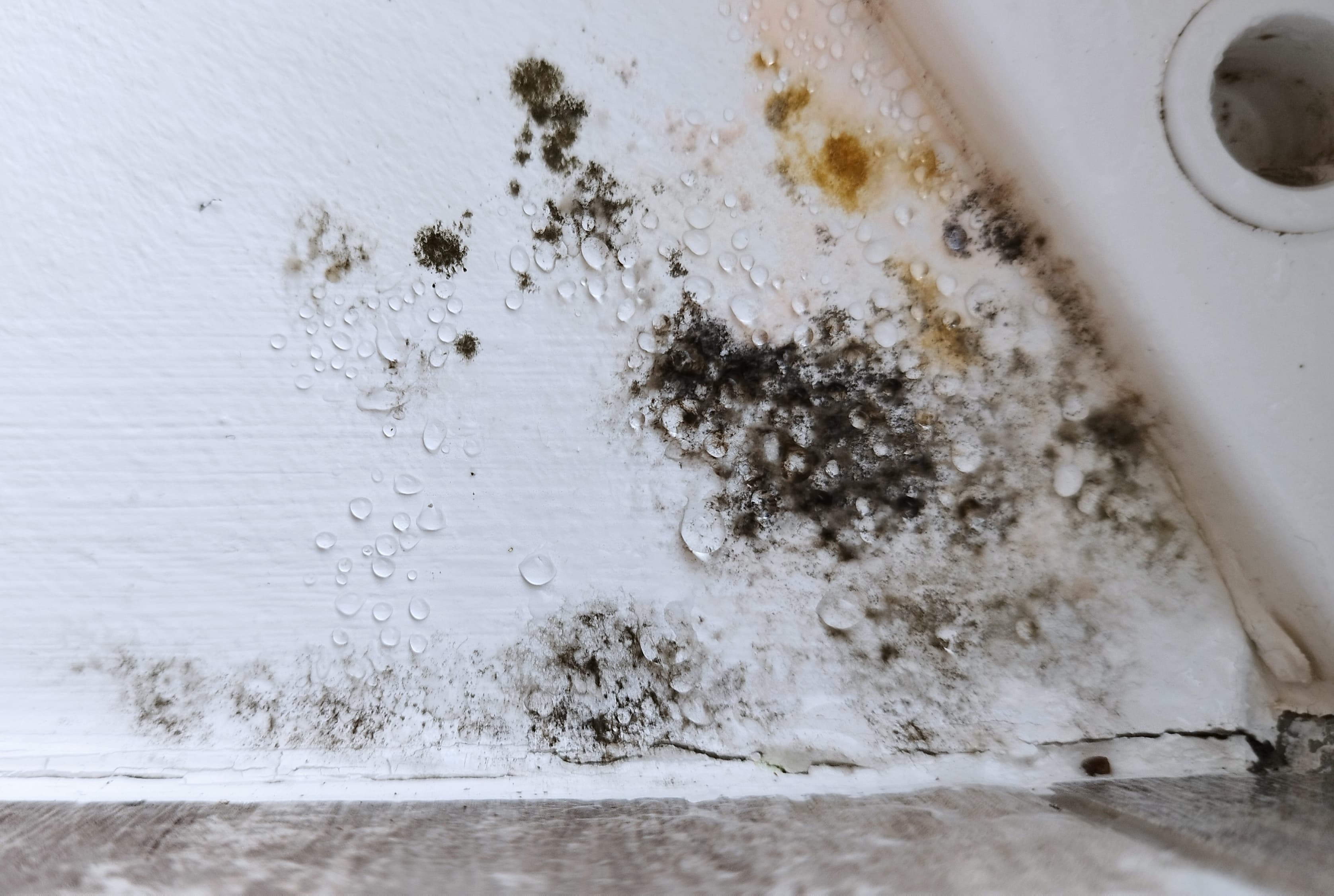 Mould growth with water droplets on a white wall.
