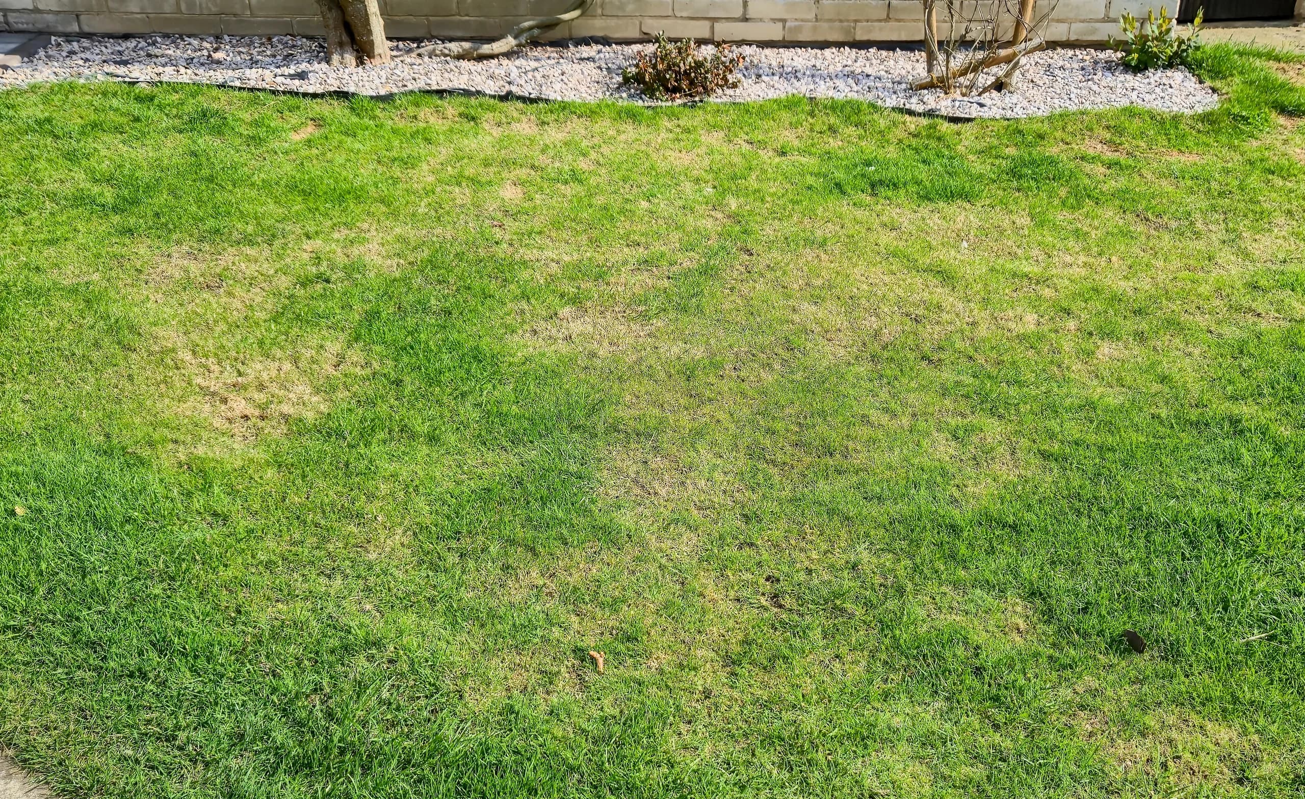 What's Destroying Your Grass? A Complete Breakdown of Backyard Culprits (And Treatment Options)