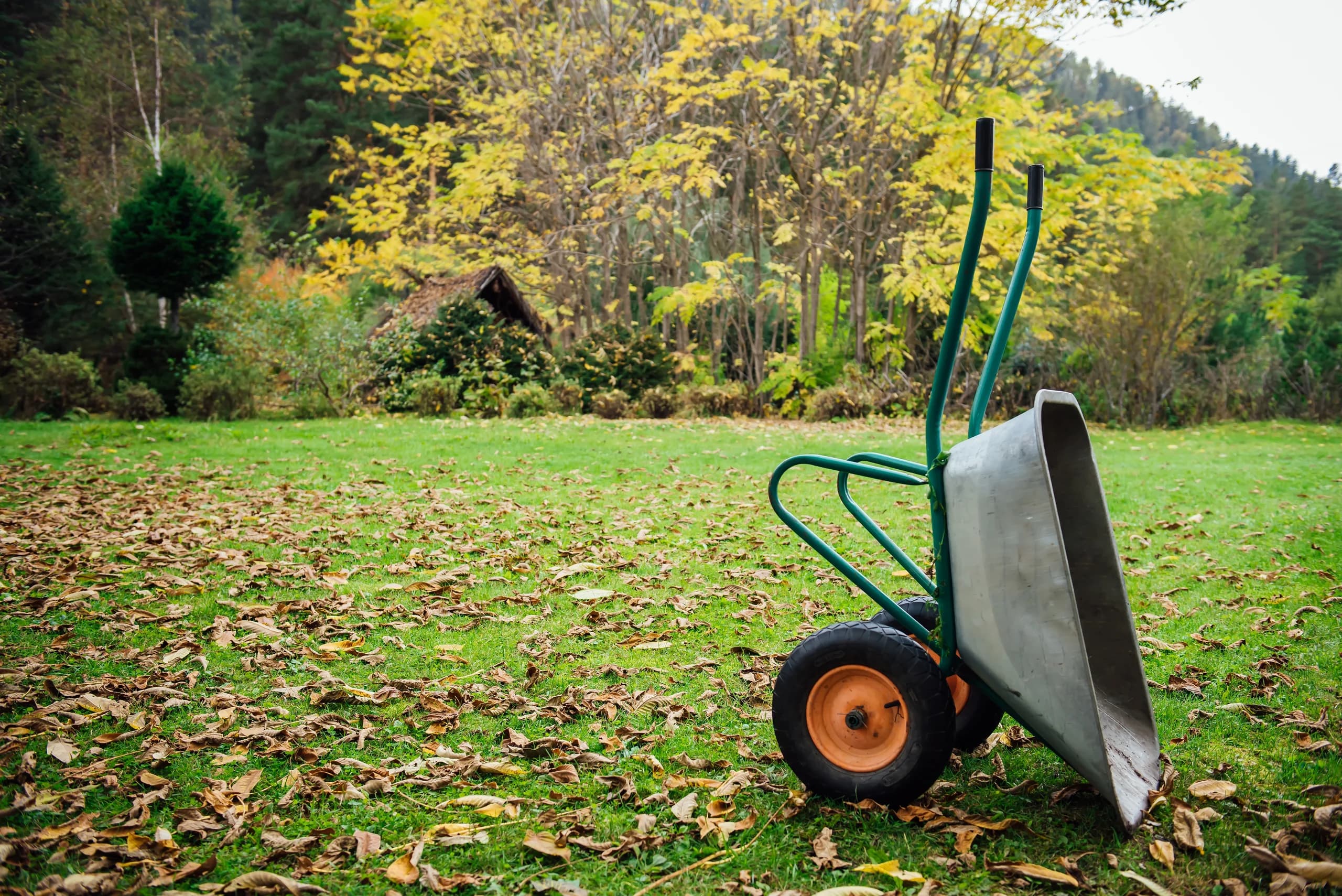Fall Lawn Care in Canada: What Actually Works Before the Ground Freezes (And What's a Waste of Money)