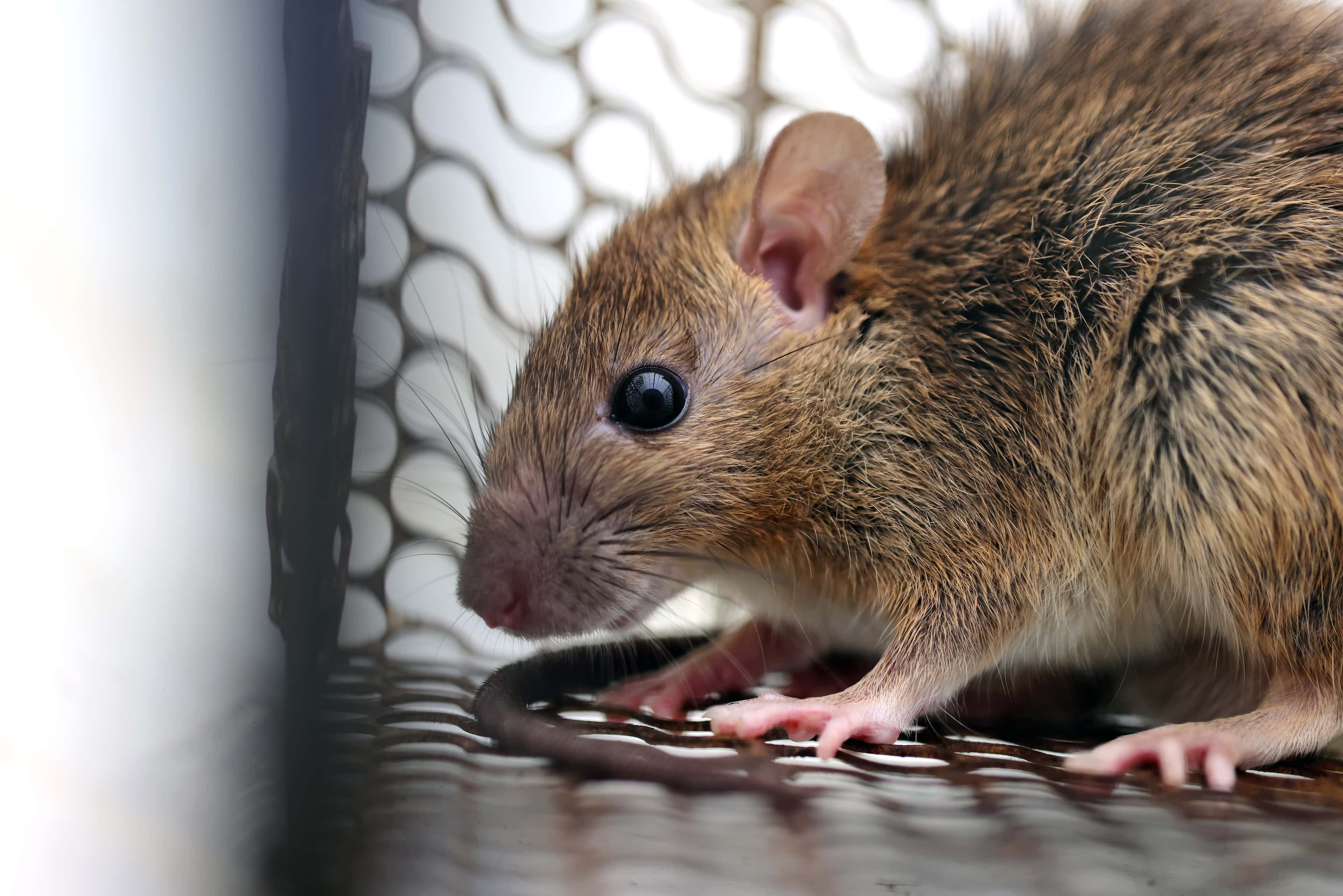 How to Get Rid of Mice in Your House Naturally (Pet- and Kid-Safe Solutions)
