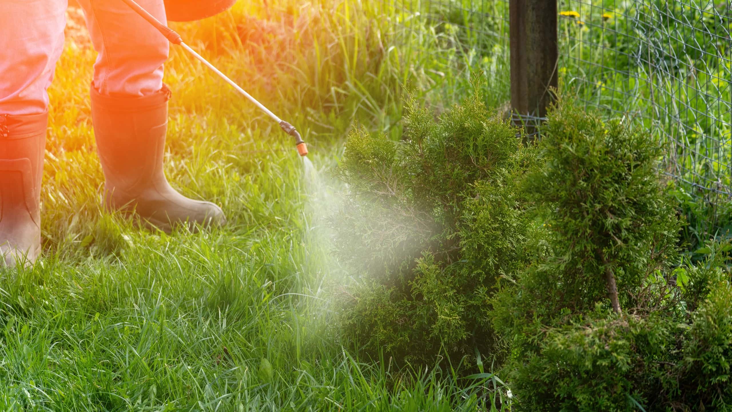 Mosquito Spraying Services: Key Questions to Ask Before You Book a Seasonal Program