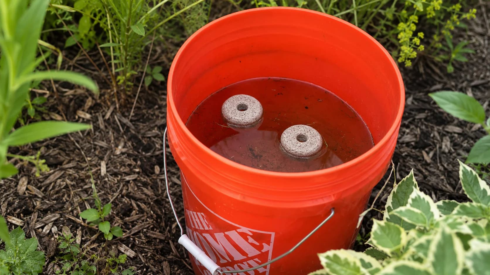 The Science Behind Mosquito Dunks: Does The "Bucket of Doom" Actually Work?
